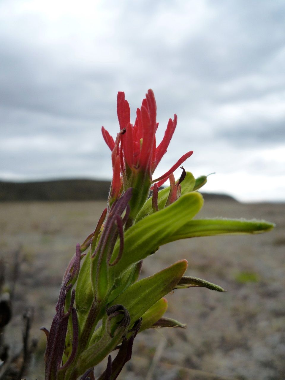 Castilleja nubigena flower