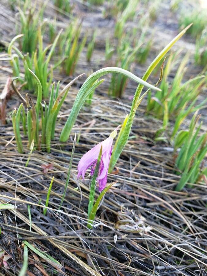 Olsynium douglasii — houseplant care guide