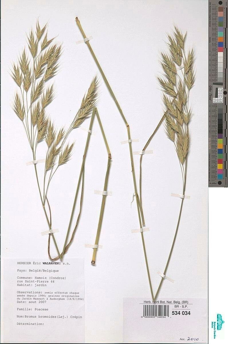 Bromus bromoideus other