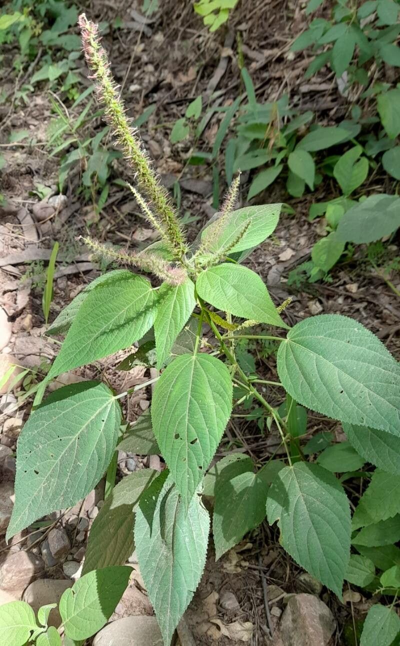 Acalypha communis habit