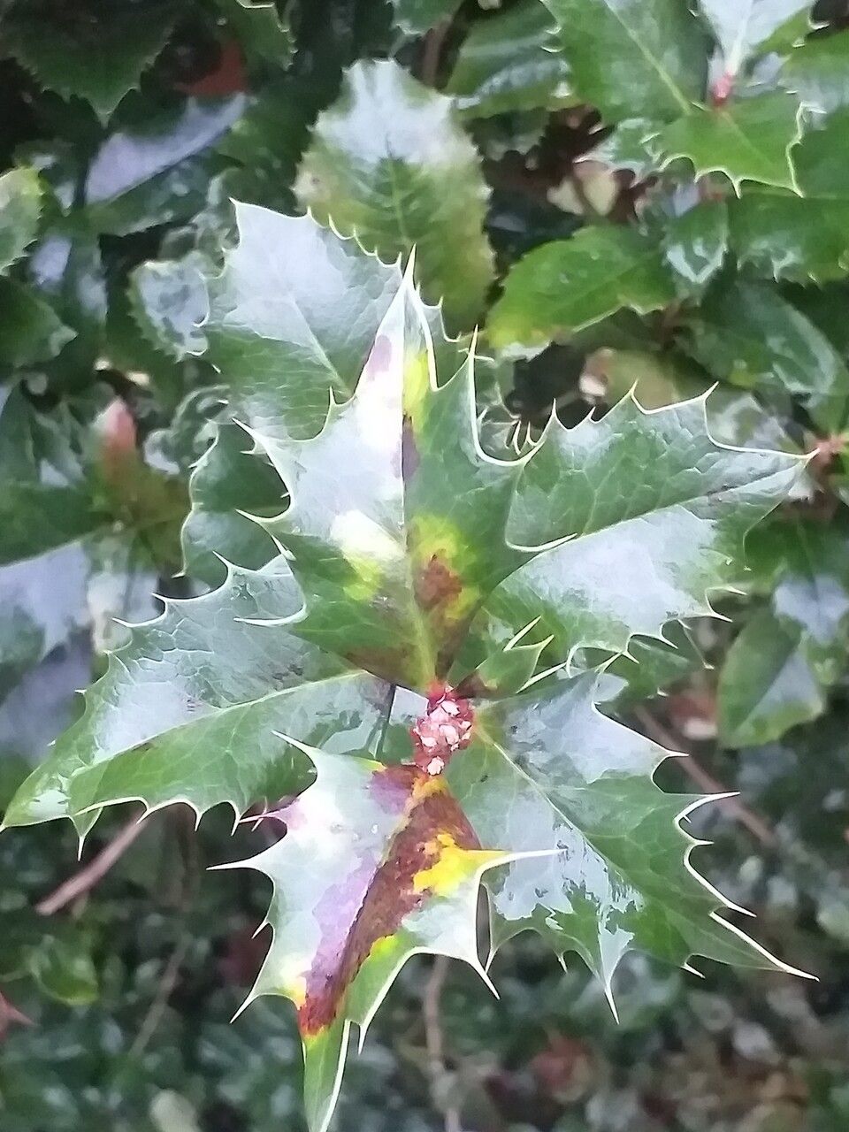 Berberis × neubertii — houseplant care guide