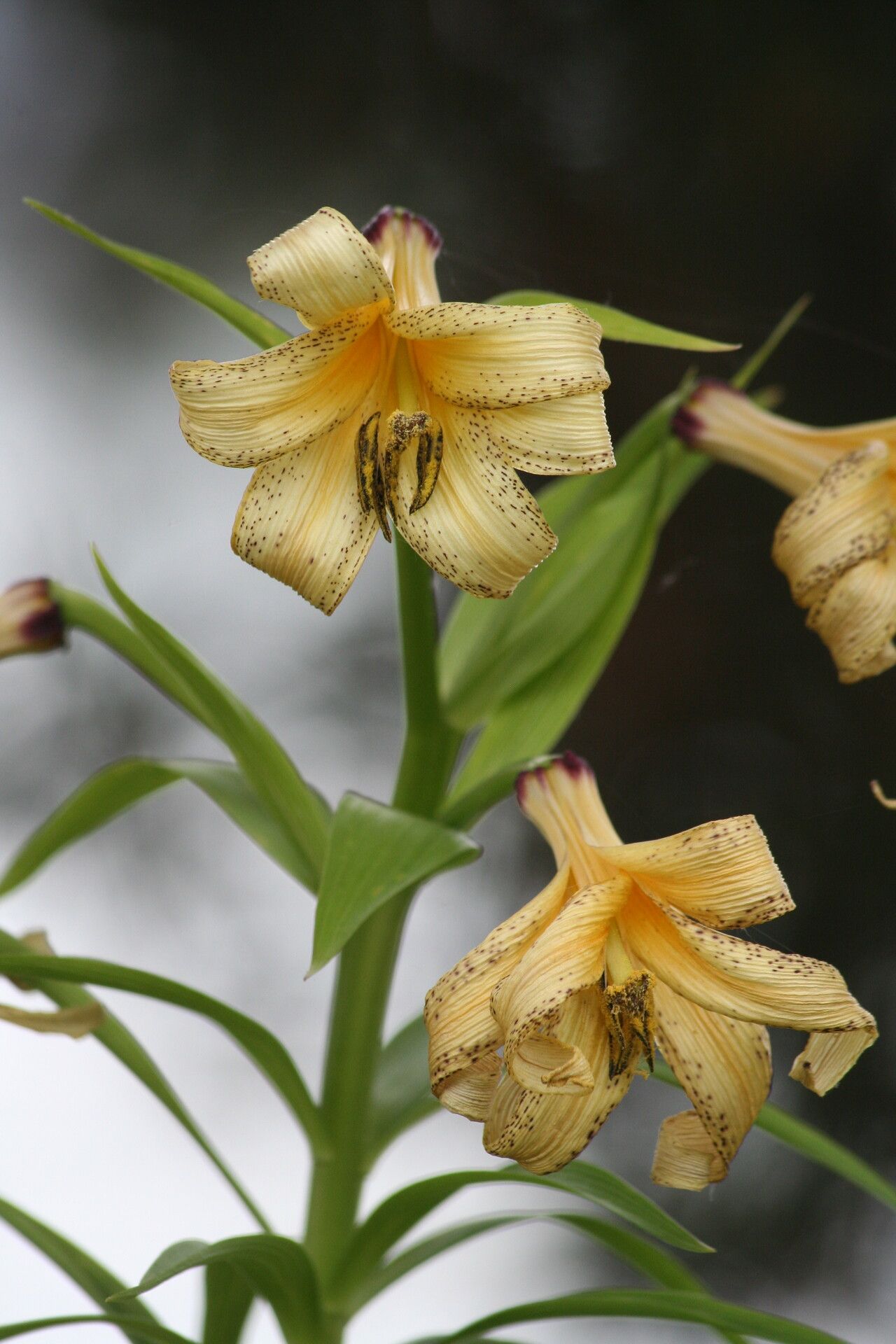 Lilium kesselringianum — houseplant care guide