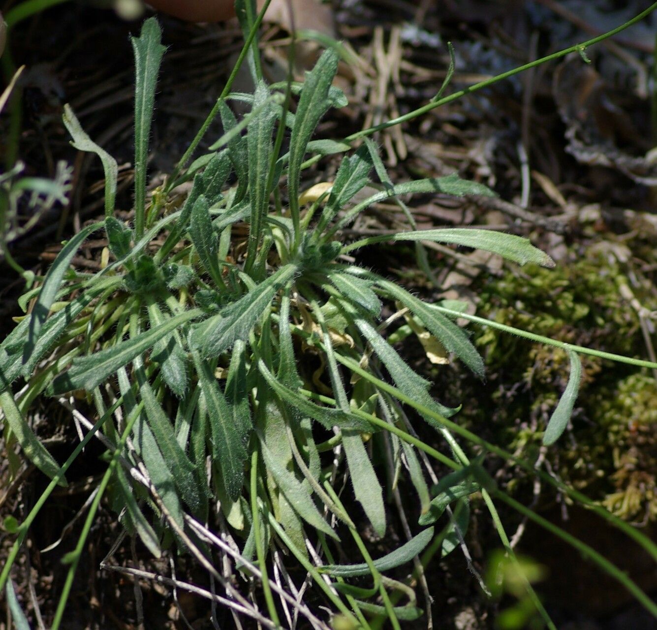 Biscutella atropurpurea — related species from the same genus