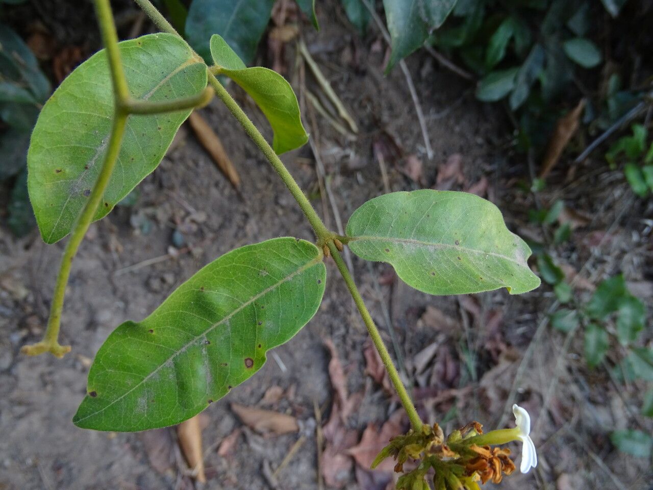 Saba senegalensis — search result for 'Mali'