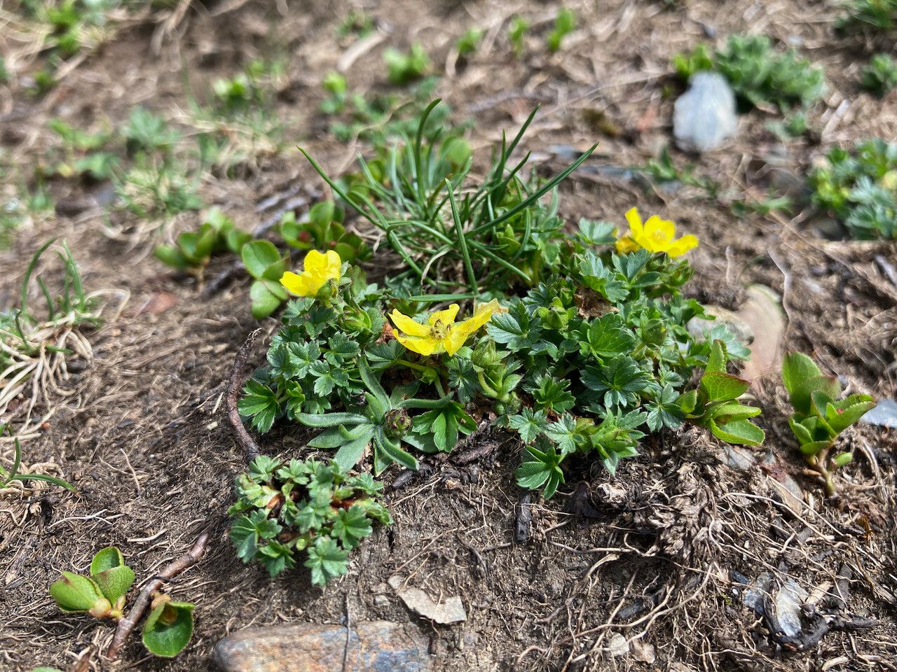 Potentilla brauneana habit