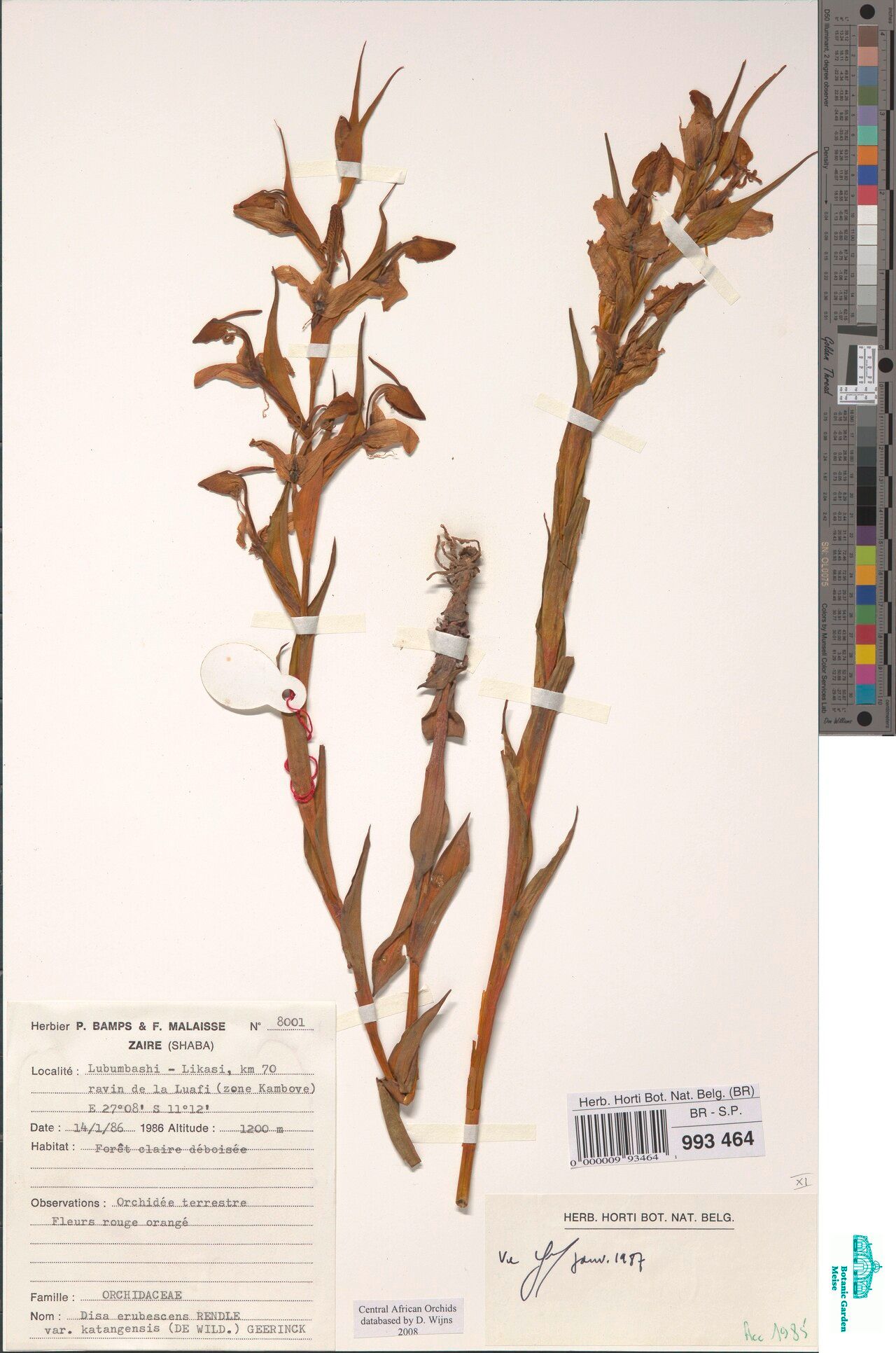 Disa katangensis — houseplant care guide