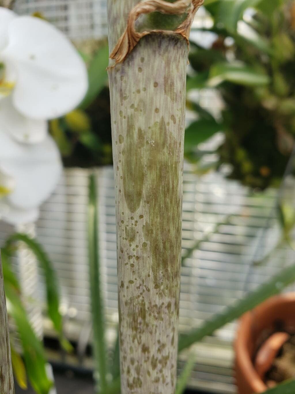 Eulophia calcarata bark
