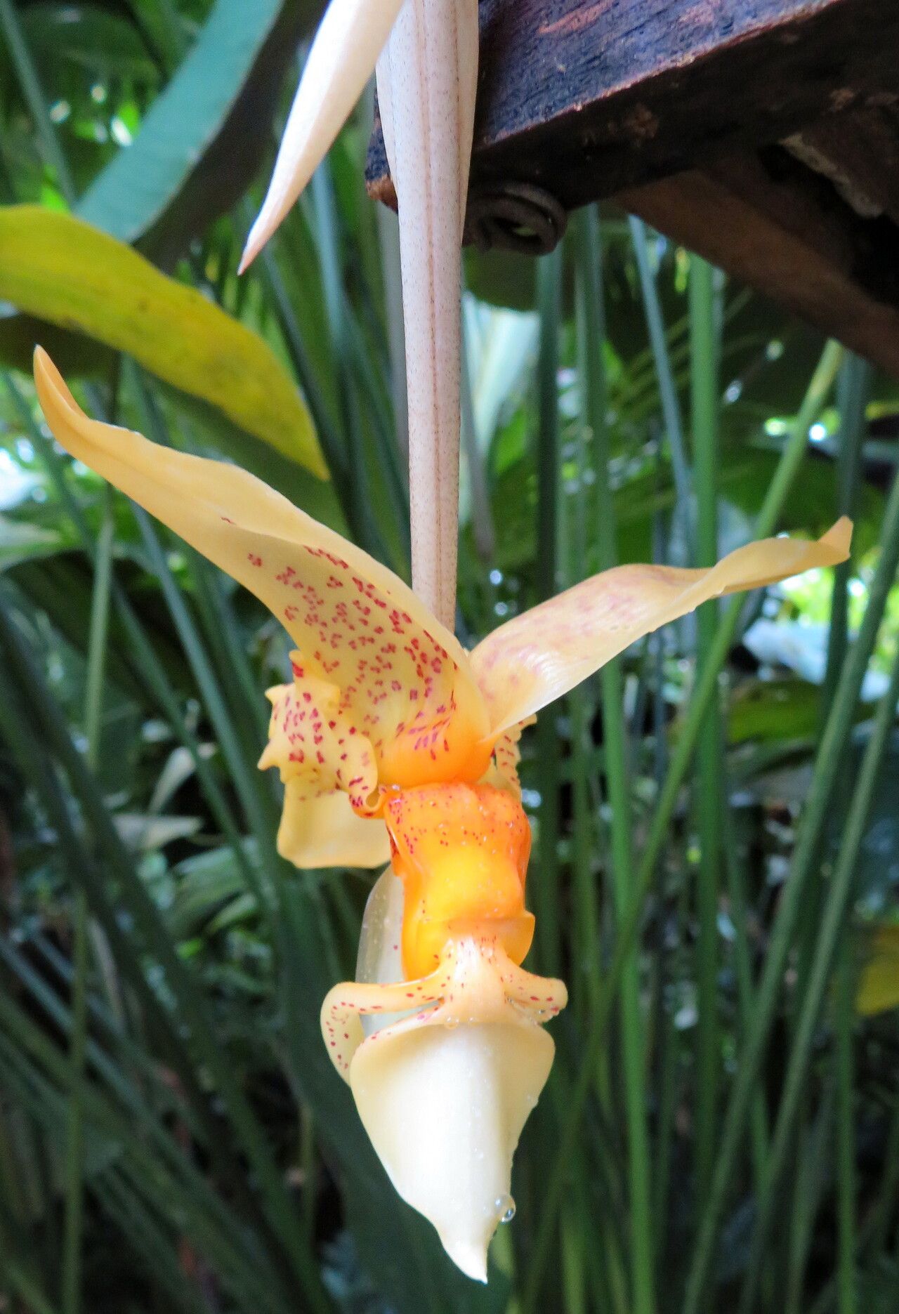 Stanhopea dodsoniana flower