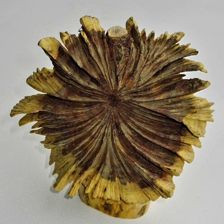 Ligaria cuneifolia bark