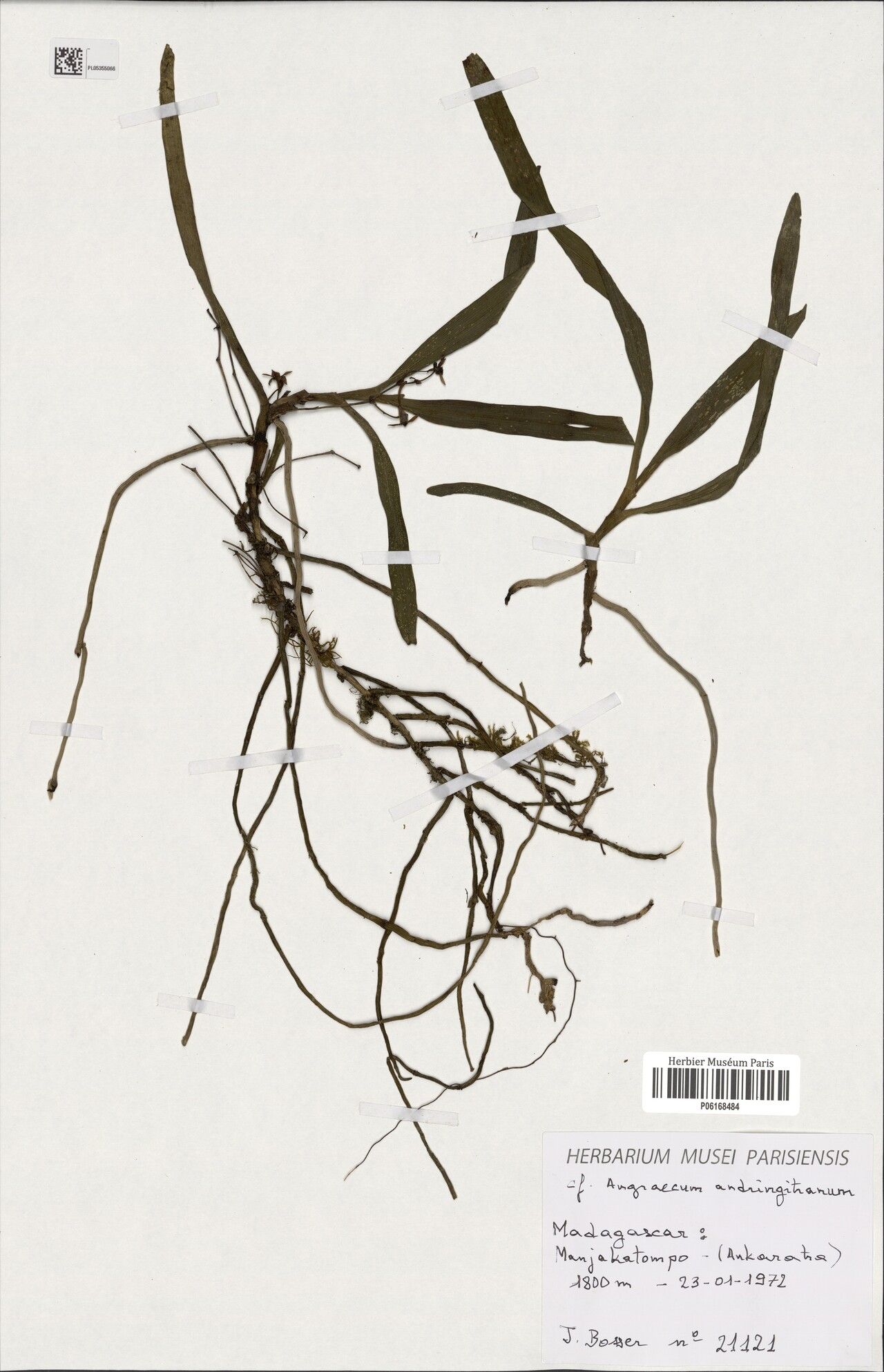 Angraecum andringitranum — houseplant care guide