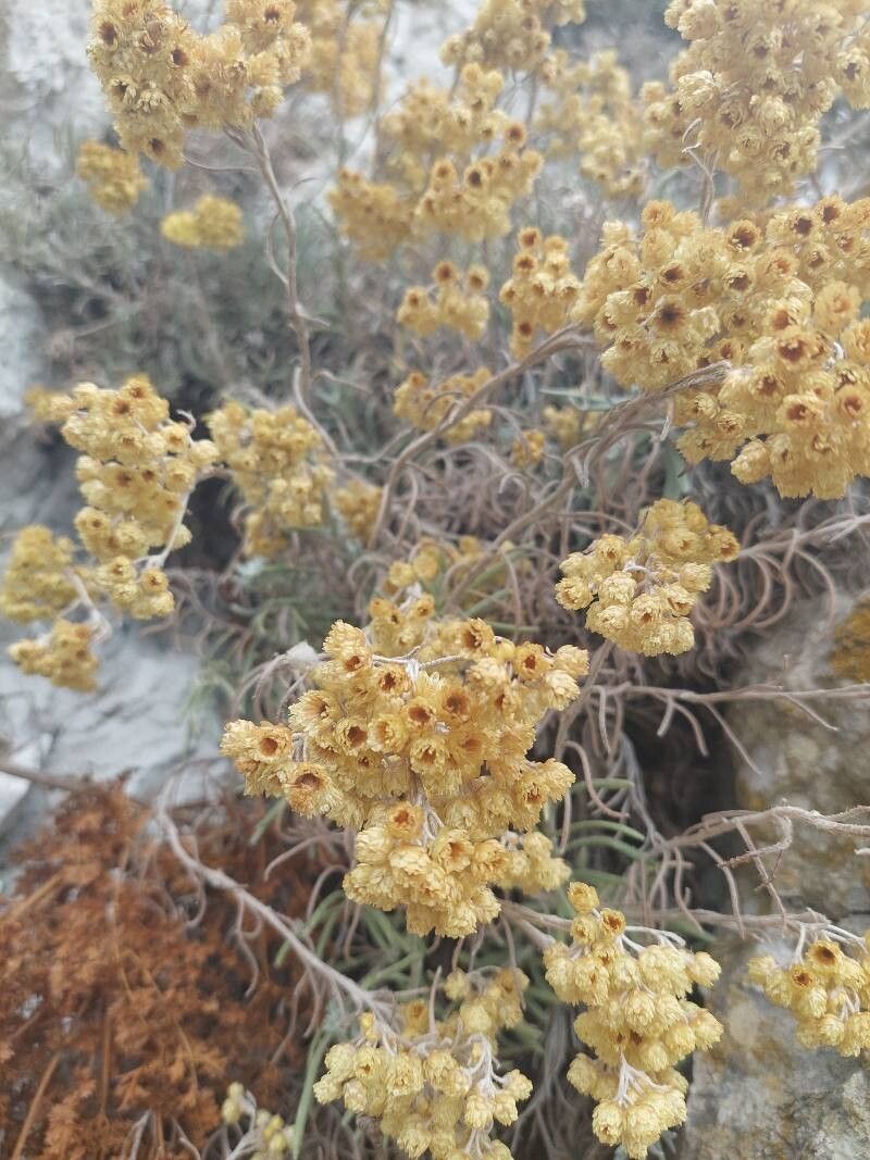 Helichrysum boissieri — houseplant care guide