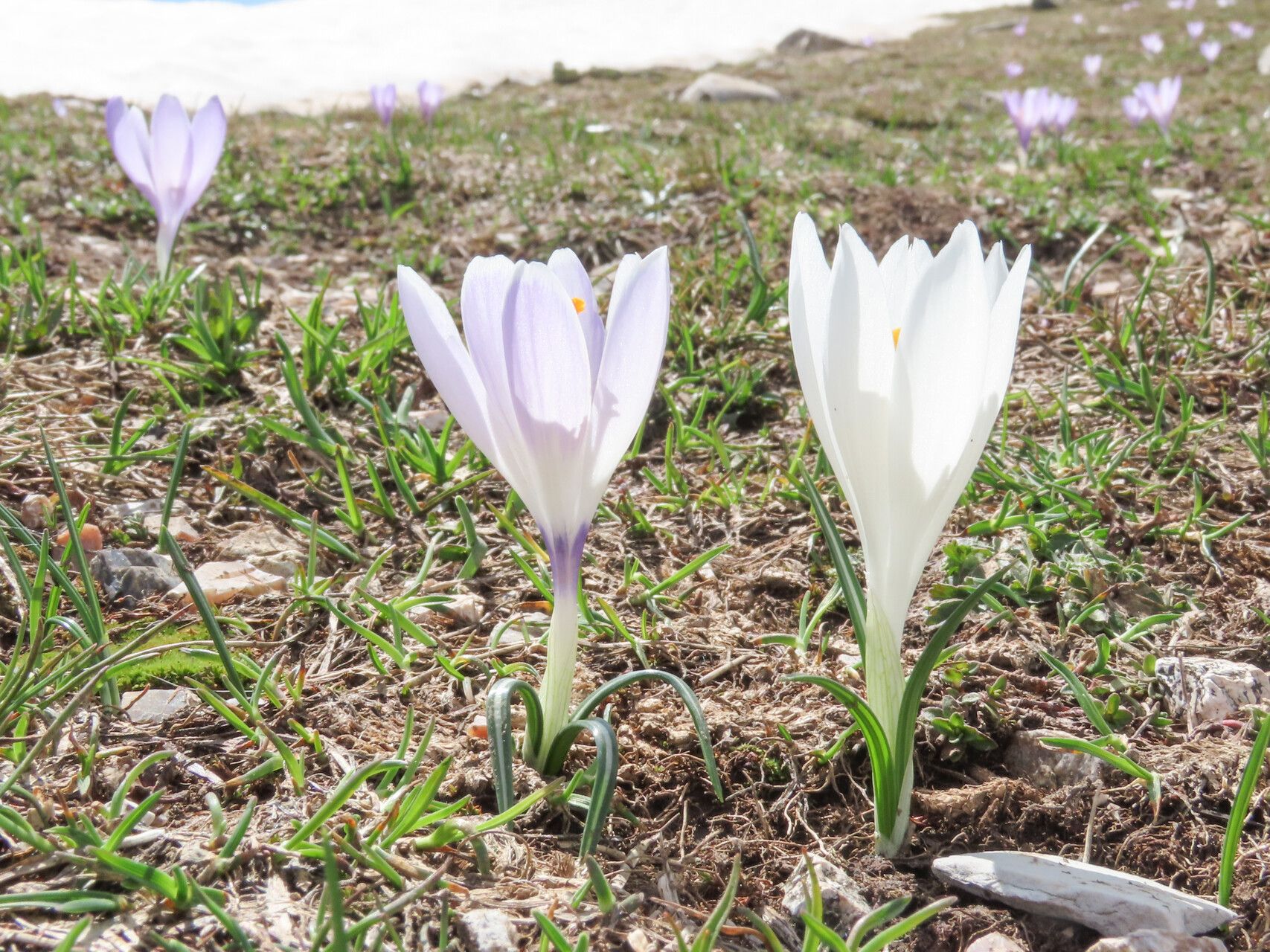 Crocus neapolitanus flower