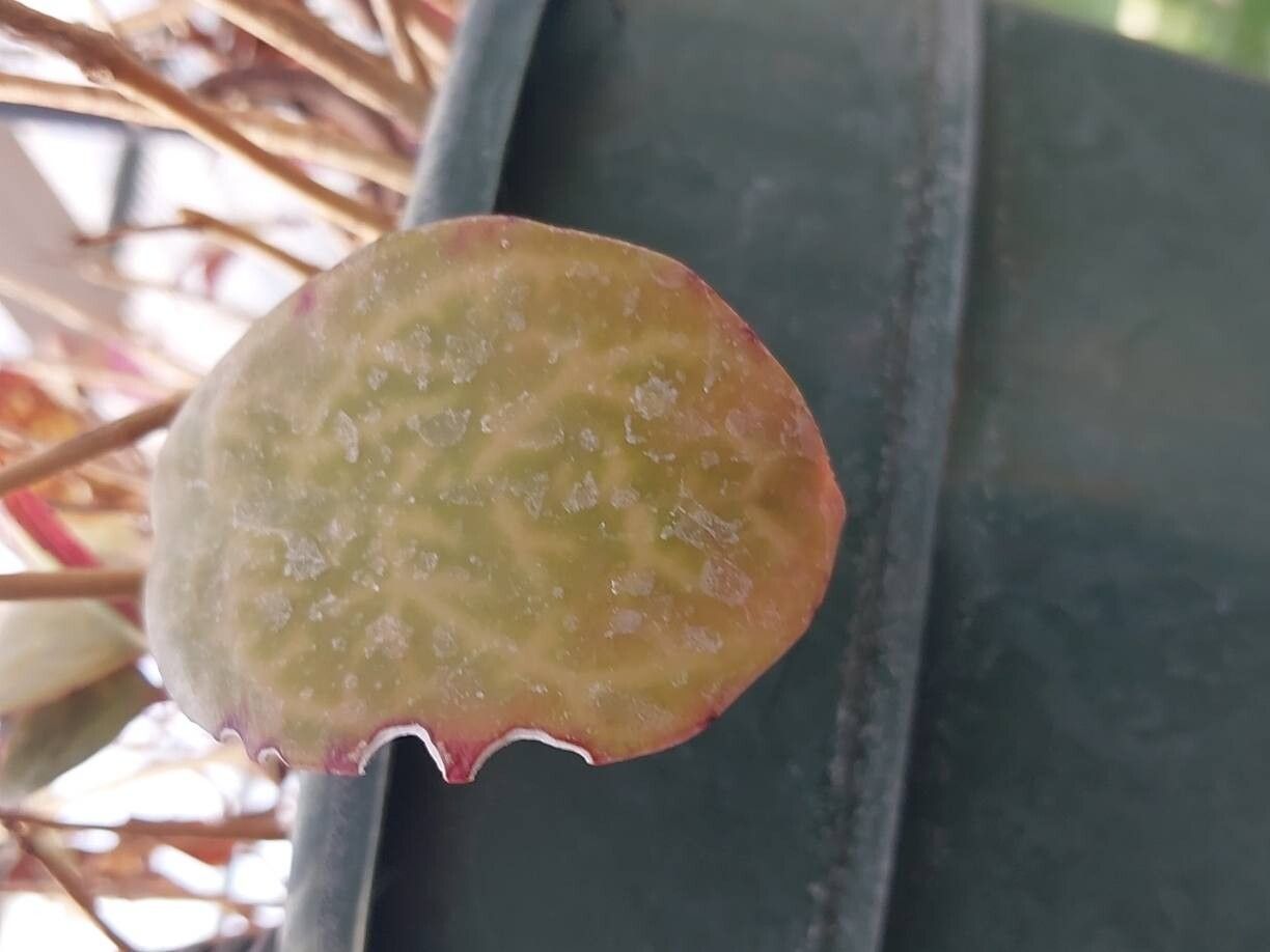 Aeschynanthus longiflorus leaf