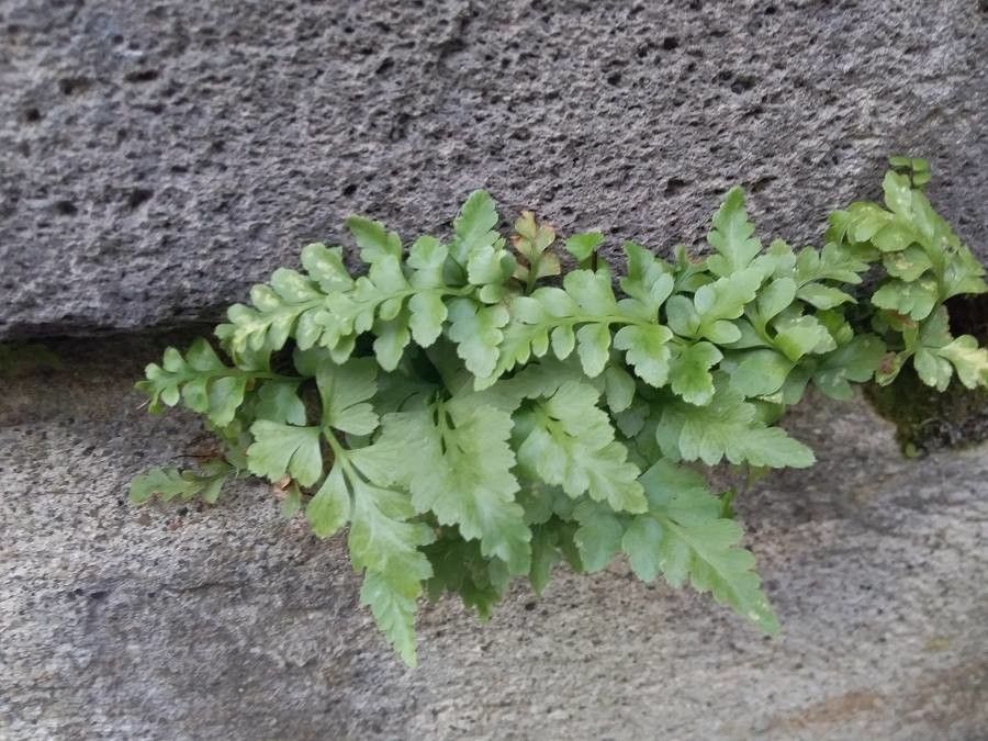 Asplenium x clermontae — houseplant care guide