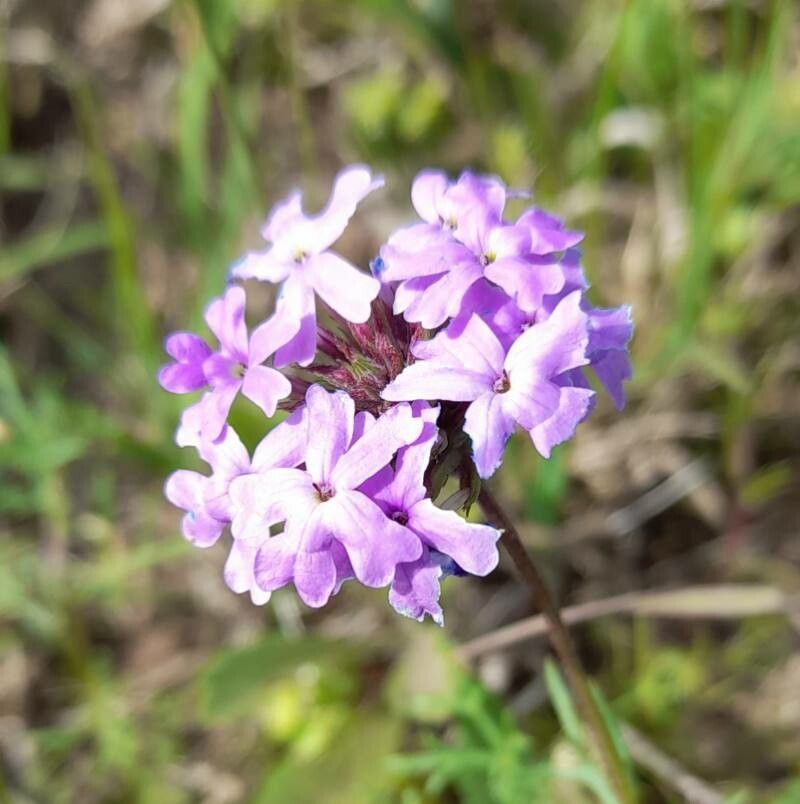 Glandularia aristigera flower