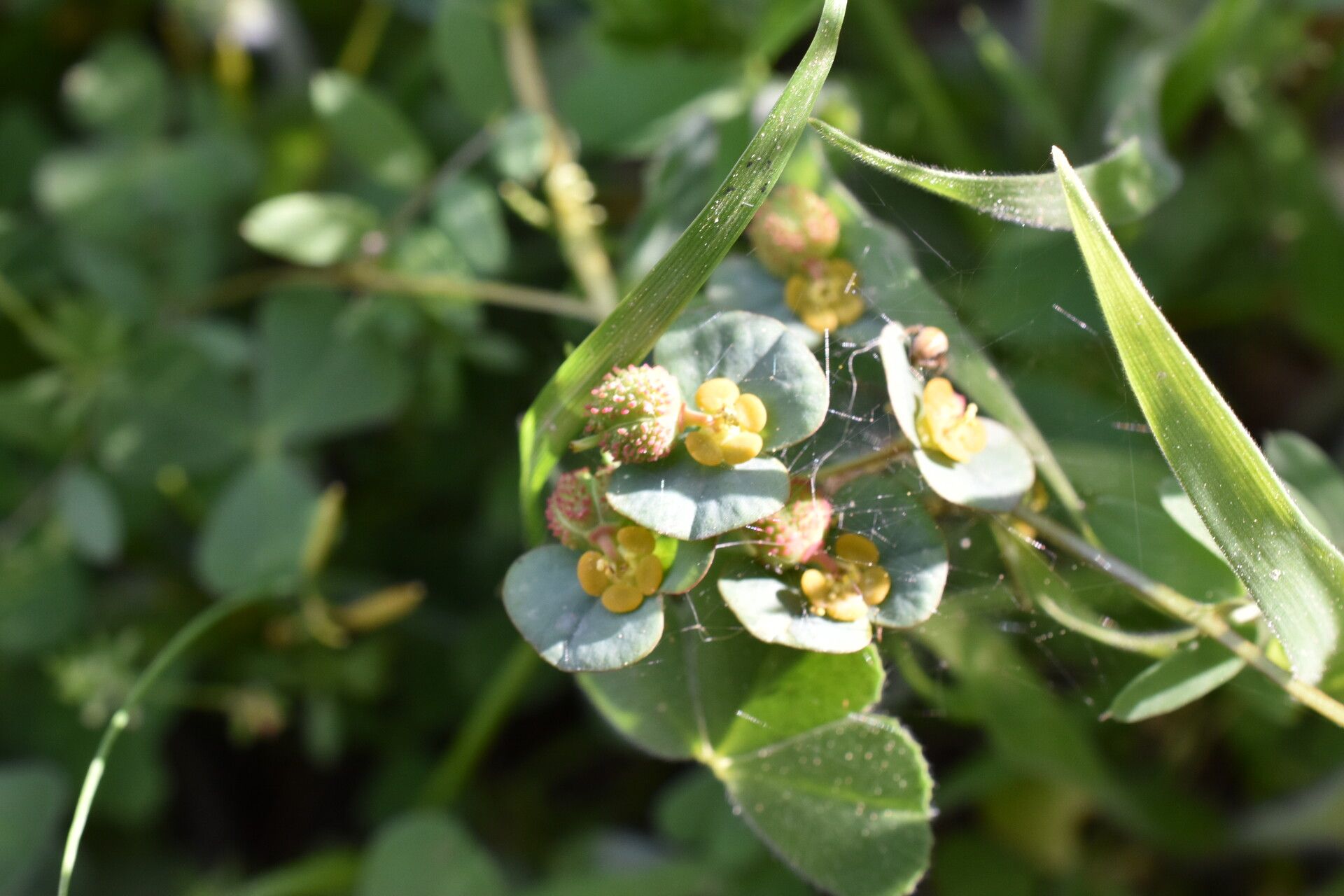 Euphorbia apios flower