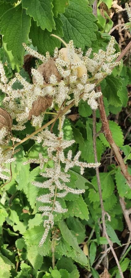 Tetradenia urticifolia flower