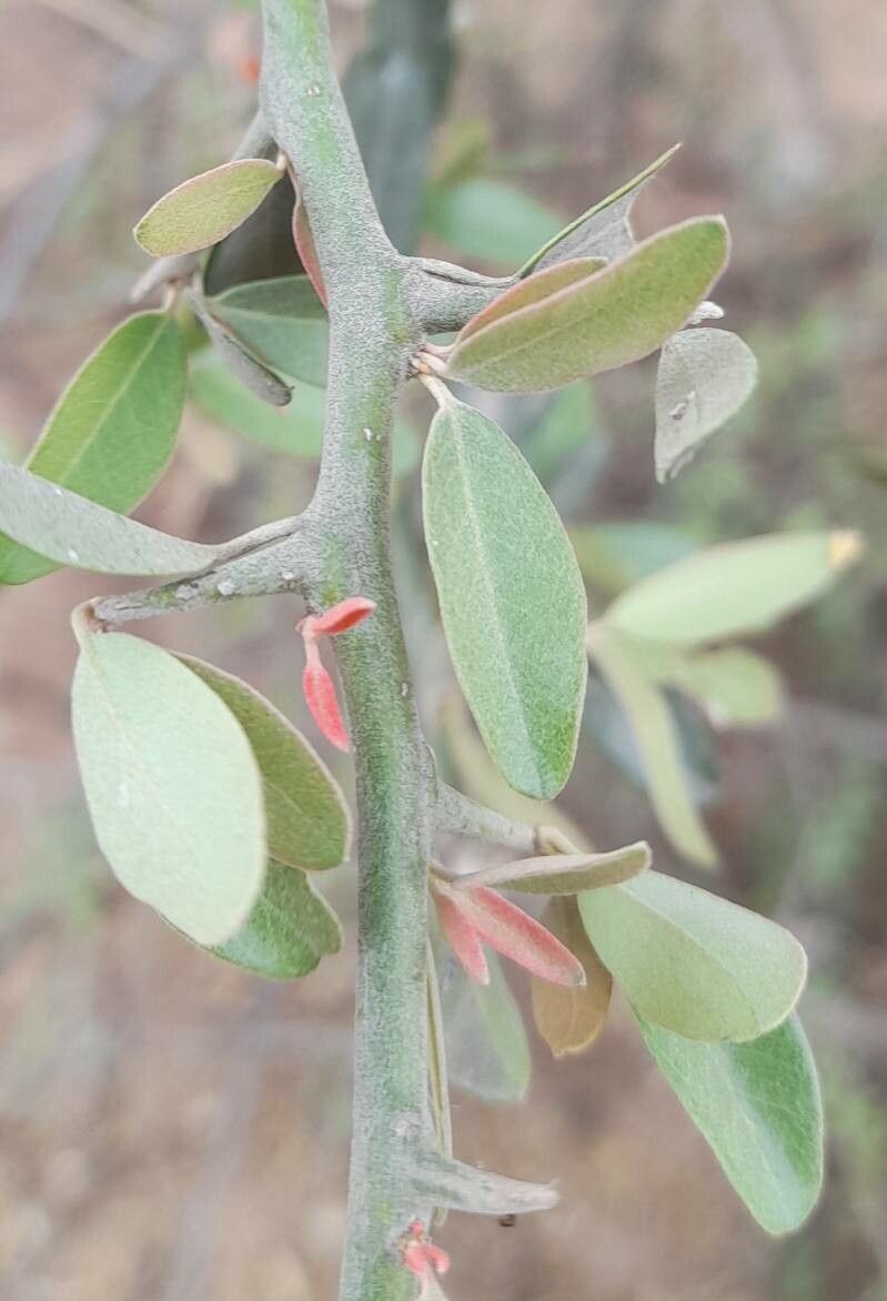 Castela coccinea — related species from the same genus