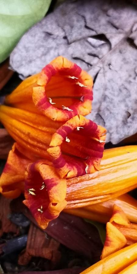 Mayodendron igneum flower
