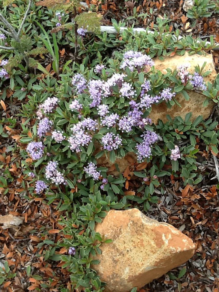 Ceanothus prostratus habit