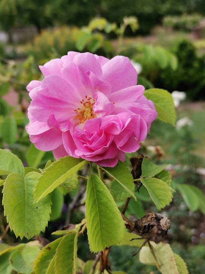 Rosa × damascena flower