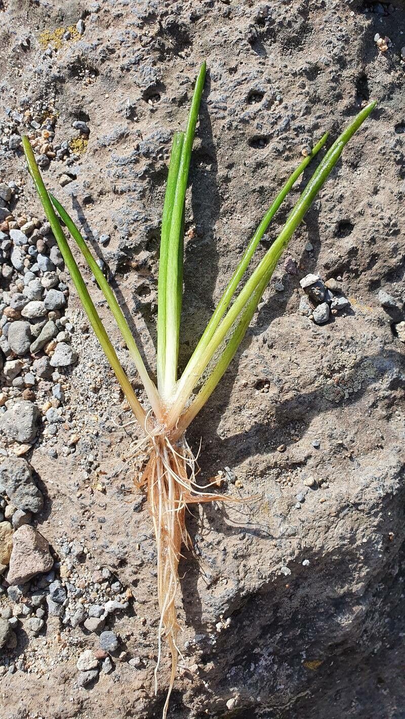 Isoetes lacustris leaf