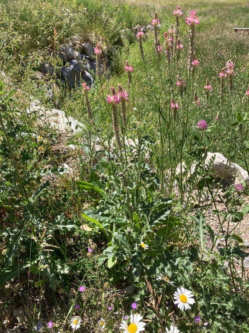 Onobrychis arenaria habit