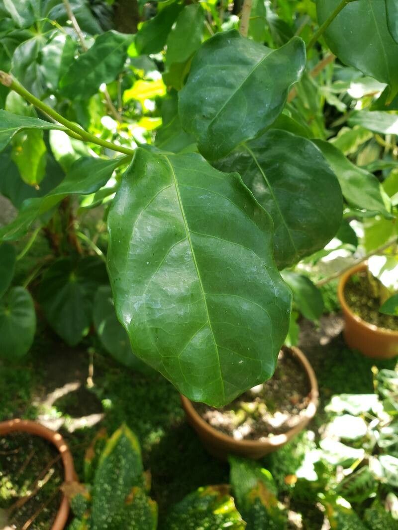 Napoleonaea vogelii — search result for 'Napoleonaea'