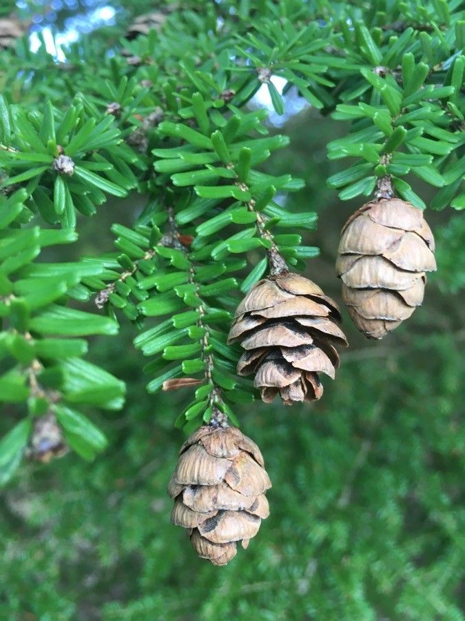 Tsuga diversifolia fruit