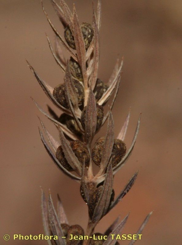 Crucianella patula fruit