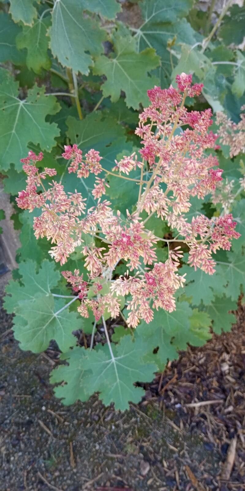 Macleaya cordata flower