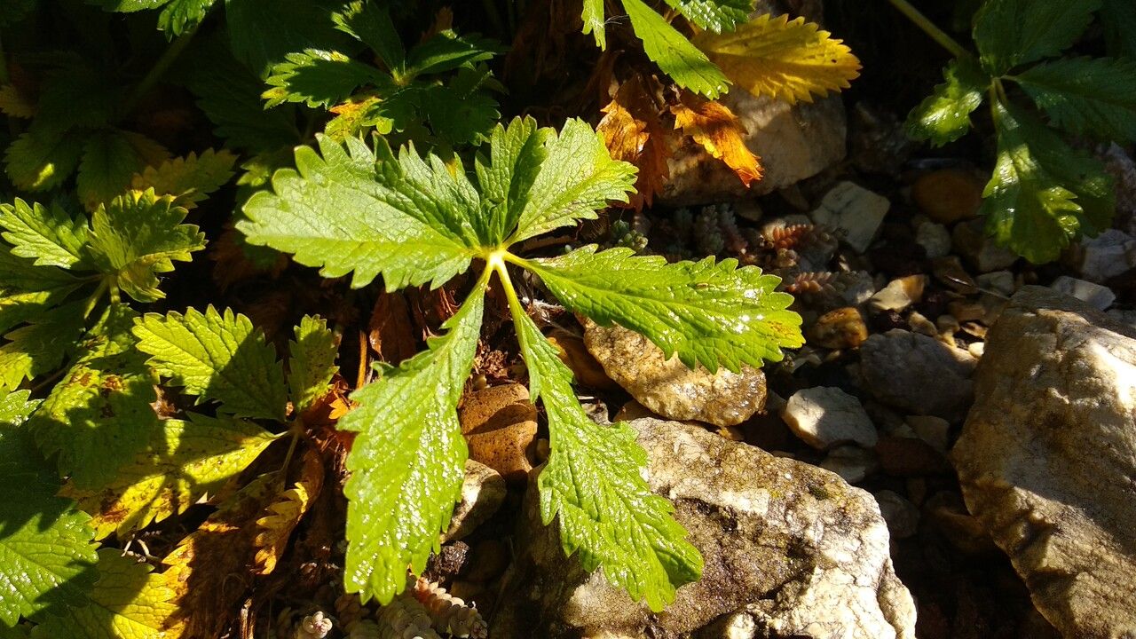 Potentilla umbrosa leaf