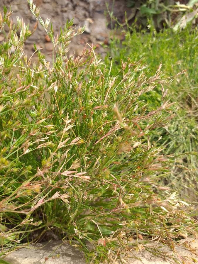 Juncus bufonius flower