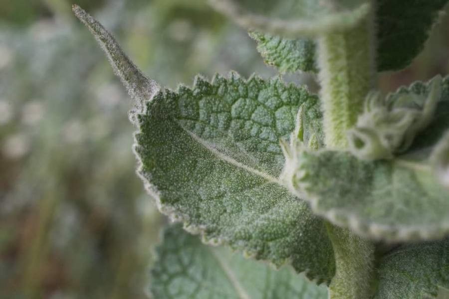 Verbascum ovalifolium leaf