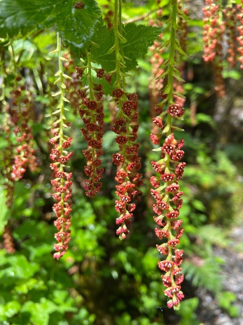 Coriaria ruscifolia flower