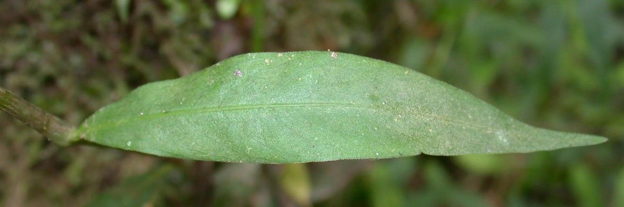 Polygonum hydropiperoides — houseplant care guide