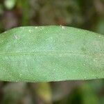 Polygonum hydropiperoides