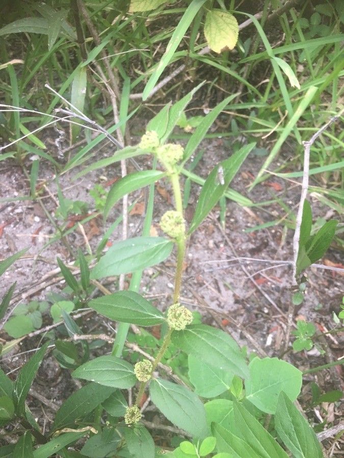 Alternanthera sessilis flower