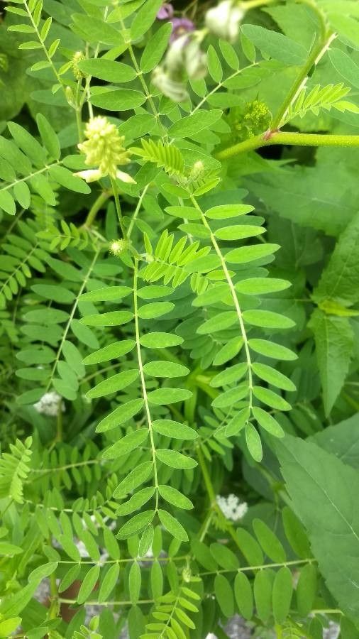 Astragalus canadensis leaf