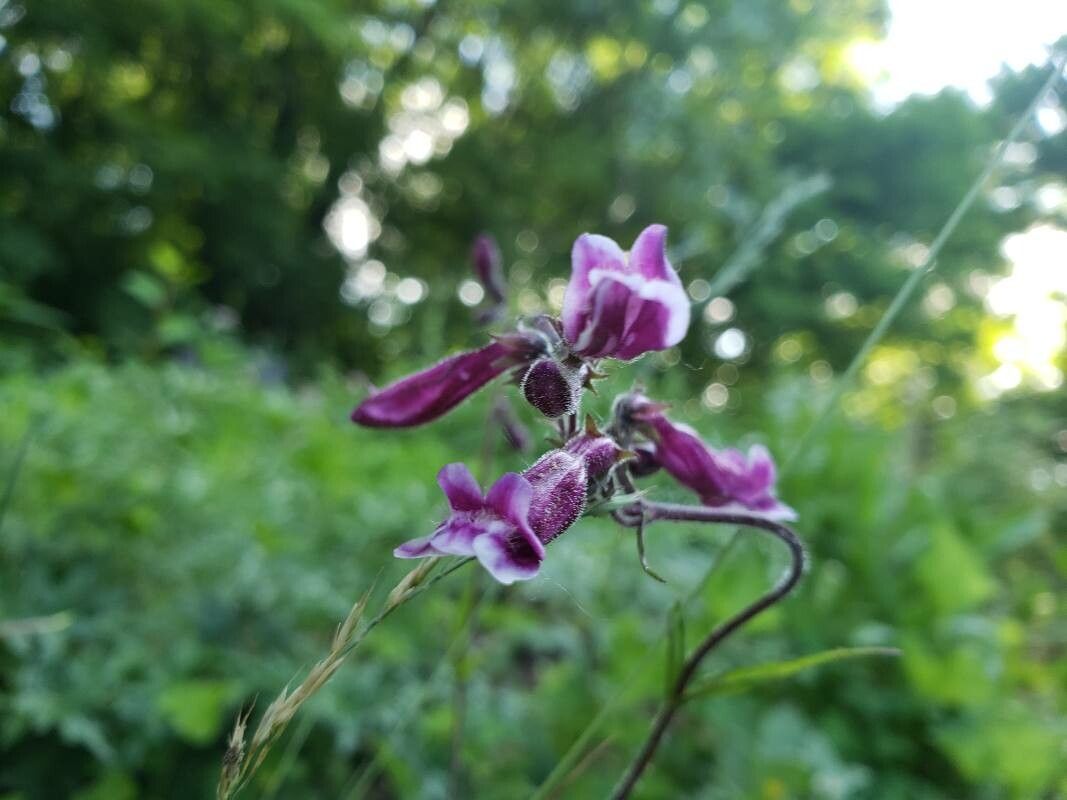 Penstemon hirsutus flower