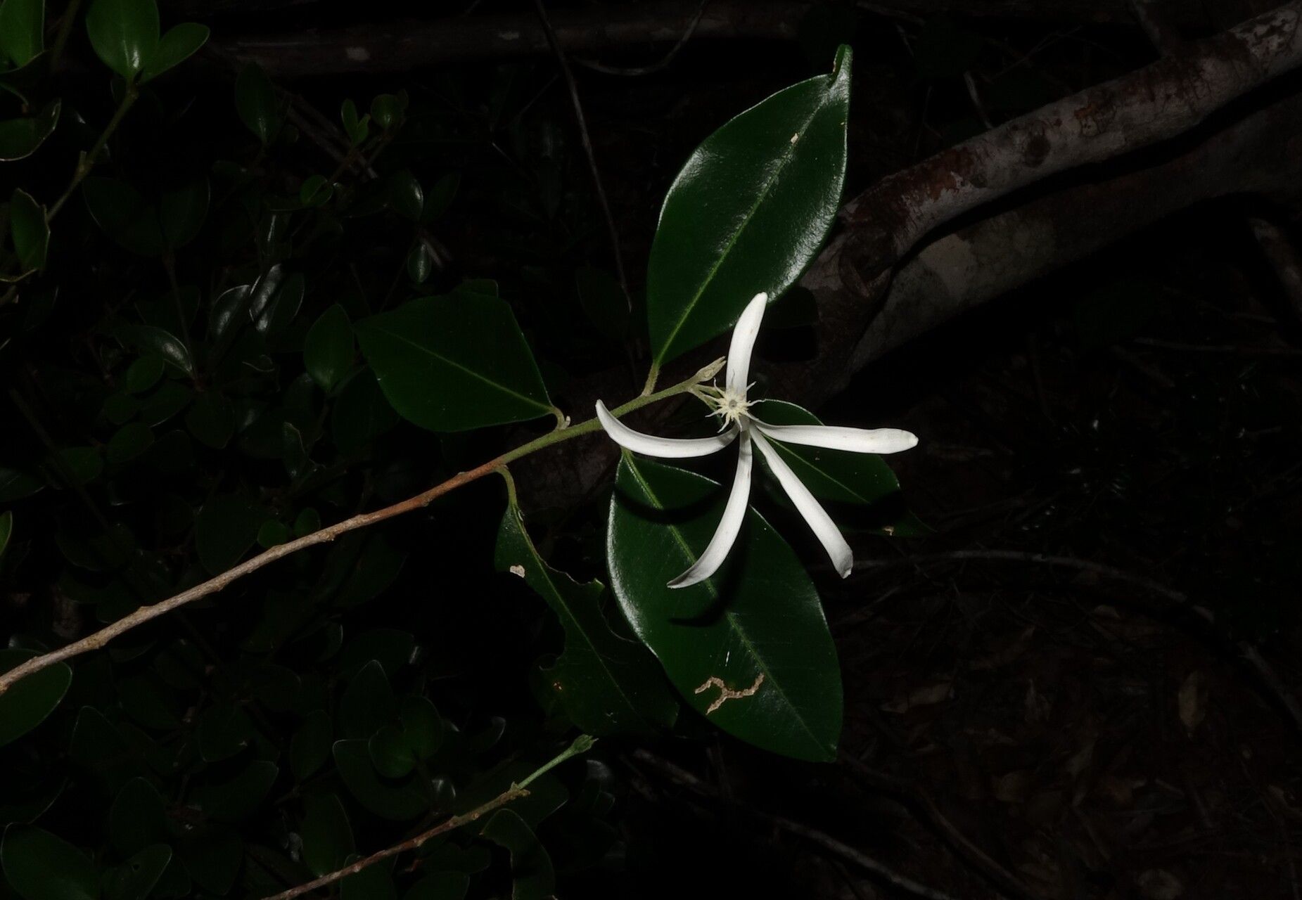 Turraea rostrata — houseplant care guide