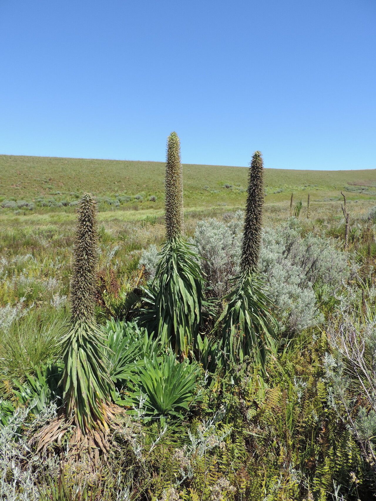 Lobelia mildbraedii habit