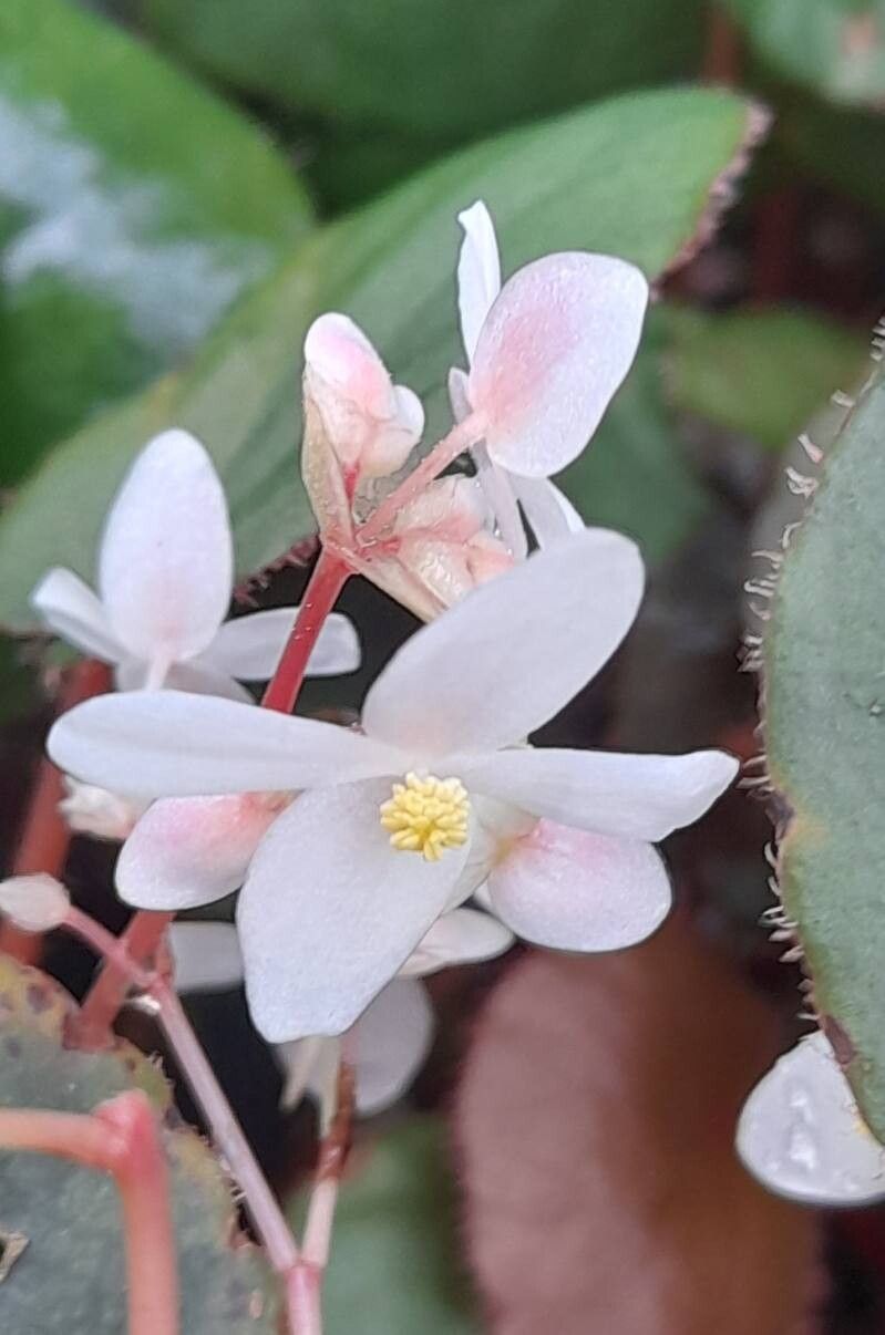 Begonia subnummulariifolia — houseplant care guide