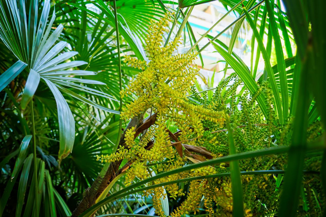 Rhapis humilis flower
