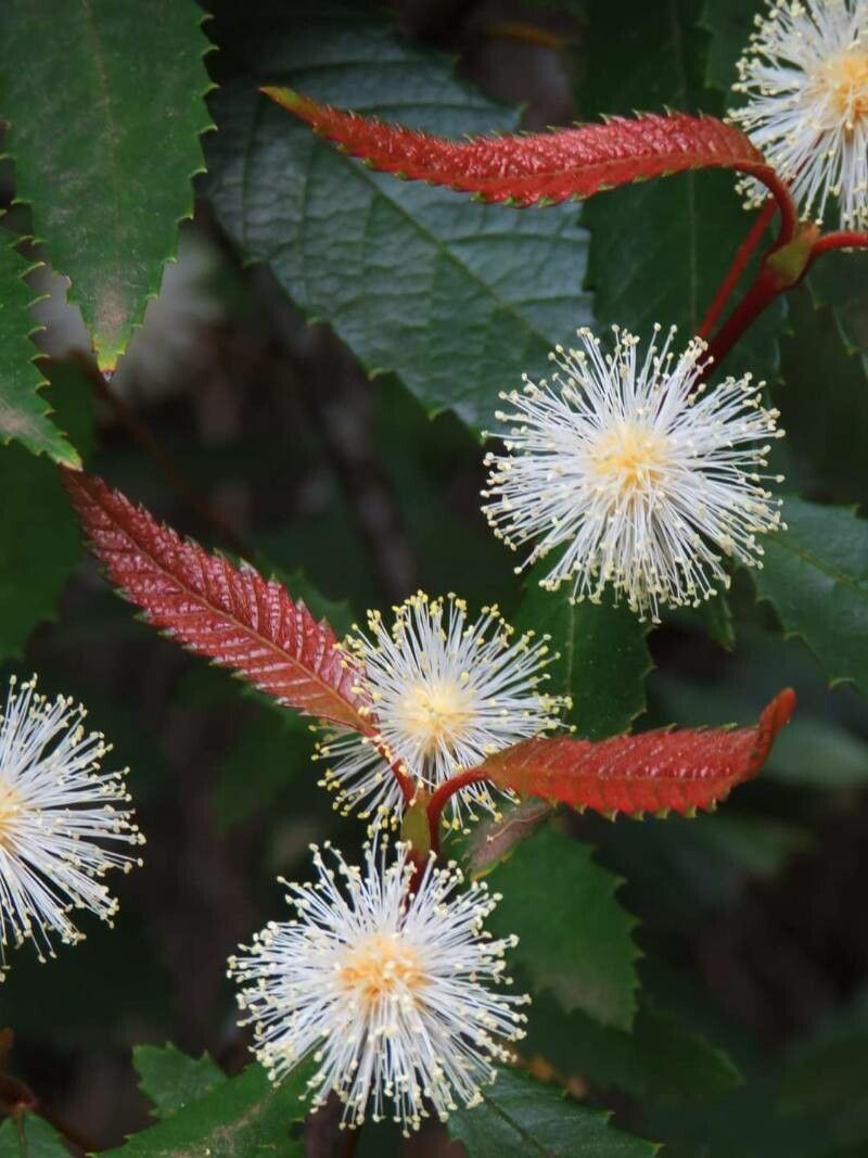 Callicoma serratifolia flower