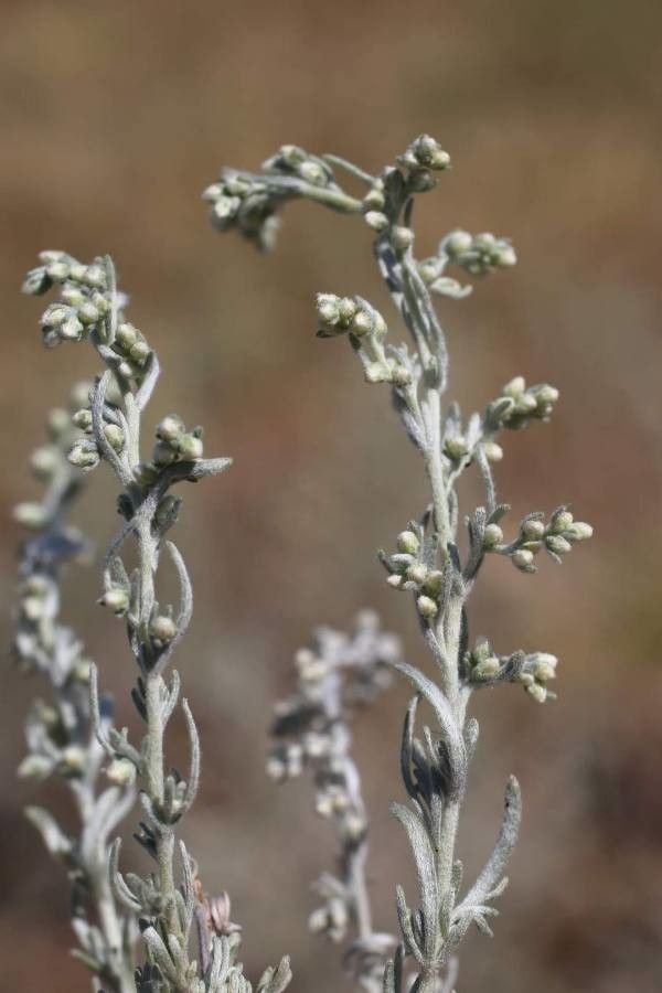 Artemisia austriaca flower