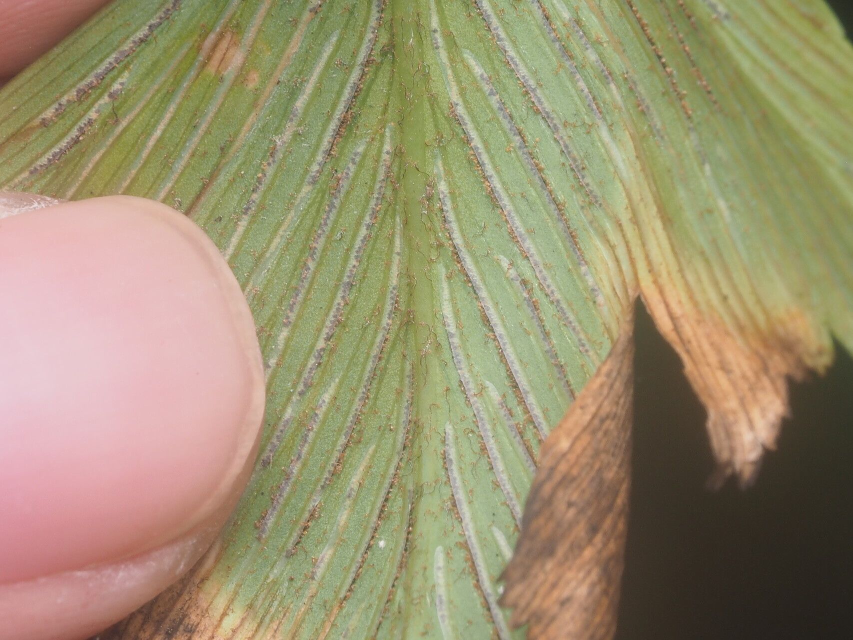 Asplenium macrophyllum — houseplant care guide