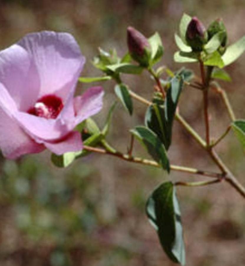 Gossypium sturtianum flower