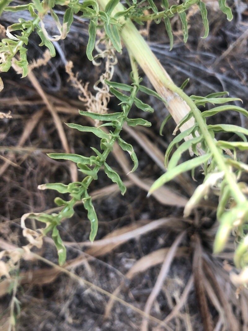 Reseda suffruticosa — search result for 'Reseda'