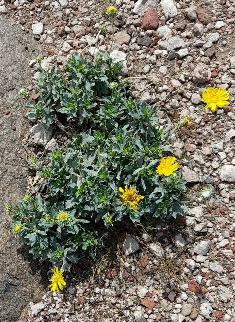 Grindelia covasii habit